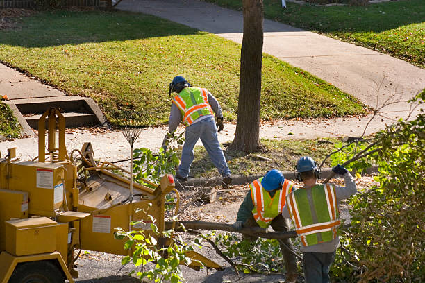 Tree Branch Trimming in Forsyth, MO